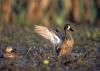 The migration of ducks, such as this blue-winged teal, from the Mississippi Delta to the Prairie Pothole region of the northern Great Plains each year is an example of a circannual rhythm. (File photo/MSU Extension)