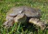 Turtles pose no major threat to fish populations in ponds. In fact, they have a beneficial effect on water quality by scavenging for dead animals and plants. (Photo by Evan O’Donnell/MSU Extension)