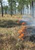 Uncontrolled wild fires can be very destructive to people and wildlife. But not all fire is bad. Biologists and land managers recognize prescribed fire -- intentional, controlled and managed burning -- as a valuable tool for creating habitat for many plants and animals.