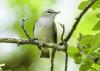 Male red-eyed vireos can sing an average of 20,000 times a day. (Submitted photo)