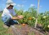 Truck crop production is increasing steadily in Mississippi as consumers demand high-quality, local produce. Thomas Horgan examines tomatoes growing in test plots at Mississippi State University's North Mississippi Research and Extension Center in Verona on July 16. (Photo by MSU Ag Communications/Bonnie Coblentz)