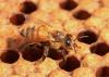 Varroa mites -- such as this one attached to a honeybee -- transmit viruses, weaken bee health and factor prominently in the decline of bee populations. (Photo by USDA-ARS/Steve Ausmus)
