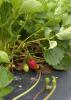 Strawberries at Lazy U Farm in Macon, Mississippi, are doing well on May 21, 2015, compared to most crops in the state. Frequent spring rains combined with poor plant growth, flowering and fruit set have decreased many growers' harvests. (Photo by MSU Ag Communications/Kevin Hudson)