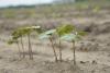 Persistent rains are causing planting delays for the third straight year across Mississippi. This cotton plant was growing at the Rodney Foil Plant Science Research Center in Starkville, Mississippi, on May 20, 2015. (Photo by MSU Ag Communications/Kat Lawrence)