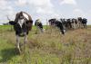Holstein cows graze at the Joe Bearden Dairy Research Center in Sessums, Mississippi, on June 11, 2015. Increased production and international competition are bringing down milk prices for dairy producers across the state. (Photo by MSU Ag Communications/Kat Lawrence)