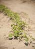 Dry, muggy June conditions have not stopped soybeans from thriving this growing season. Planted soybean acreage is more than 50,000 acres in excess of the forecast made by the U.S. Department of Agriculture in March. (File photo by MSU Ag Communications/Kat Lawrence)