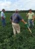 Mississippi State University researcher Jason Sarver, right, examines the condition of peanuts in a Leflore County, Mississippi, field on Sept. 10, 2015. With him, from left, is consultant Bruce Pittman and grower Justin Jeffcoat. (Photo by MSU Extension Service/Chad Abbott)