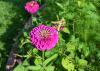 Zinnias provide a good source of energy for adult monarch butterflies and other pollinators, such as native bees and other butterfly species. (Photo by MSU Extension Service/Susan Collins-Smith)