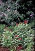 This combination planting looks somewhat tropical and a little patriotic with the red pentas and the taller vitex sporting blue and white. The white appearance on the vitex comes from the unopened flower buds. This idyllic partnership is not only an incredible sight from the standpoint of aesthetics, but it also features plants known to be major food sources for butterflies and hummingbirds.