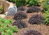 Loropetalum is a versatile landscape plant that comes in a variety of sizes, such as these dwarf burgundy-leaved varieties. (Photo by MSU Extension Service/Gary Bachman)