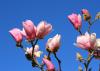 The buds and blooms of the saucer magnolia are fairly reliable early indicators of spring in Mississippi. (Photo by MSU Extension Service/Gary Bachman)