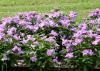 Colorful vincas, such as these Cora lavender plants, thrive in Mississippi's hot summer gardens, especially when planted in well-drained raised beds. (Photo by MSU Extension Service/Gary Bachman)