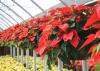 Traditional, bright-red poinsettias are a popular holiday decorative plant. (Photo by MSU Extension Service/Gary Bachman)