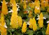 The yellow shrimp plant is easy to grow and will bloom all summer long. Plant and grow the plants where they can receive full morning sun but get some shade for protection from afternoon sunlight. (Photo by MSU Extension/Gary Bachman)