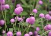 Ping Pong is a new gomphrena series that delivers a blast of color in any landscape bed. (Photo by MSU Extension/Gary Bachman)