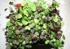 Microgreens such as the mix pictured are rich in phytonutrients and grow quickly indoors with minimal effort on a windowsill or under lights. (Photo by Gary Bachman/MSU Extension Service)