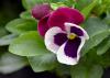 The Rose Wing Matrix pansy lets Mississippi State University Bulldog fans show off their school colors. (Photo by MSU Extension Service/Gary Bachman)