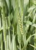 Some producers of winter wheat, such as this wheat grown during the 2013-2014 season at the Mississippi State University R.R. Foil Plant Science Research Center, are eligible for a Supplemental Coverage Option in addition to their crop insurance policies. (File Photo by MSU Ag Communications/Kat Lawrence)