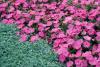 Silver Falls dichondra makes a stunning groundcover when grown in front of flowers like these pink petunias or foliage like Mississippi Summer Sun coleus.