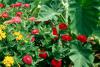 Dreamland zinnias produce enormous flowers reaching close to 4 inches wide that almost resemble those on a homecoming mum. The bright, colorful flowers are produced on short, stocky plants that reach just 18 inches tall.