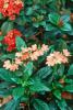 The crossandra and Maui ixora combine wonderfully in this early-morning-sun garden to give a tropical look for months.