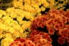 Some of the most durable Belgian mums are Conaco Orange and Conaco Yellow, which produce impressive floral displays.