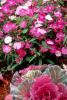 Scarlet-colored Diamond dianthus complements these yellow and orange Calypso calendula in cool-season gardens. 