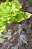 These two ornamental sweet potatoes are perfect companions in the home landscape. The heart-shaped, lime-green leaves of Sweet Caroline Sweetheart shine brightly beside the purplish-black, almost maple-leaf shapes of this year's new selection called Bewitched.