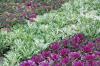 Flowering kale and cabbage are wonderful winter options. Try planting bold drifts of one color adjacent to a drift of another or a drift of pansies.