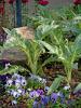 Cardoon makes a great foliage plant in ornamental flowerbeds, such as partnered here with pansies. This member of the thistle family is resistant to deer but edible for the rest of us. 