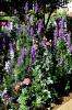 Magnificent larkspurs, poppies and even salvia are outstanding in this cottage garden in Kosciusko. The spiky texture is alive and well, creating garden excitement. (Photo by Norman Winter)