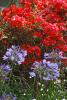 The blue flowers of Lily of the Nile are unforgettable when grouped in front of red bougainvillea plantings. (Photo by Norman Winter)