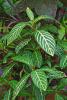 Ellen sanchezia starts a little slow but is a real star after it becomes acclimated. The leaves are dark green and variegated with yellowish or chartreuse zebra stripes.