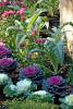 Gardeners who like edible landscapes should put cardoon at the top of their lists. Here, edible cardoon is planted with flowering kale, which often is used as a garnish. (Photo by Norman Winter)