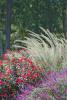 Lindheimer's muhly grass has a blue-gray-green color and fine leaf texture. Here it is partnered with Knock Out roses and Kathy Ann Brown Mexican bush sage for a fabulous fall display. (Photo by Norman Winter)