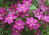 This clematis in Madison drapes a grapevine tower in spectacular fashion with dozens of its richly colored flowers. (Photo by Norman Winter)