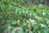 In some areas, dogwoods are as exquisite as hollies with bright red, oval-shaped fruits, or drupes. (Photo by Norman Winter)