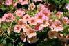 Calibrachoa, or Million Bells, such as this MiniFamous Apricot, produce an unbelievable number of flowers from spring until frost. 