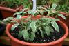 The green leaves with white margins of Tricolor, a type of sage, make it an attractive choice for a fall herb garden. (Photo by Gary Bachman)