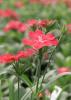 Dianthus Telstar Carmine Rose is an excellent cool-season plant that adds color to landscapes through the fall and winter. The flowers have a fringed margin and a dainty, floral fragrance.