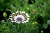 The African daisy Serenity White Bliss (top) has unique, spoon-shaped petals that show the color contrast between the upper and lower surfaces of the petals.