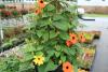 Black-eyed Susan vines are an annual favorite. The sunny look of the flowers, such as these yellow and orange specimens, is sure to please.