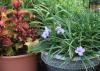 Katie Dwarf ruellia, a Mexican petunia perfect for containers, is paired with Henna sun coleus. (Photo by Gary Bachman)