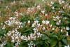 Hard-working and low-maintenance Indian hawthorns have star-shaped flowers held in loose clusters above evergreen foliage that is thick and leathery. (Photo by Gary Bachman)