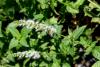 For greatest flavor and fragrance, harvest mint after flowers are produced. (Photo by MSU Extension Service/Gary Bachman)