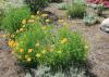 Coreopsis grandiflora is a good choice for hot and dry planting locations, but provide consistent soil moisture to enjoy the best flowering performance. (Photo by MSU Extension Service/Gary Bachman)