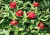 Zahara zinnias are summer plants that still look good in fall. They produce mounds of colorful flowers and come in a wide range of colors, from white to coral rose, such as these Zahara Double Cherry. (Photo by MSU Extension Service/Gary Bachman)