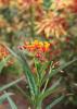 Butterfly weed is a common sight beside Mississippi roadways and a surefire butterfly magnet. This low-maintenance plant was a Mississippi Medallion Native Plant winner in 2012. (Photo by MSU Extension Service/Gary Bachman)