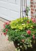 The salmon-colored Bermuda Beach Supertunia combines well with variegated ivy and the light green Sweet Caroline sweet potato vine. (Photo by MSU Extension Service/Gary Bachman)