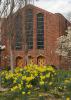 Spring-flowering daffodils brighten up the winter landscape at Mississippi State University's Chapel of Memories. (Photo by MSU Ag Communications/Kat Lawrence)